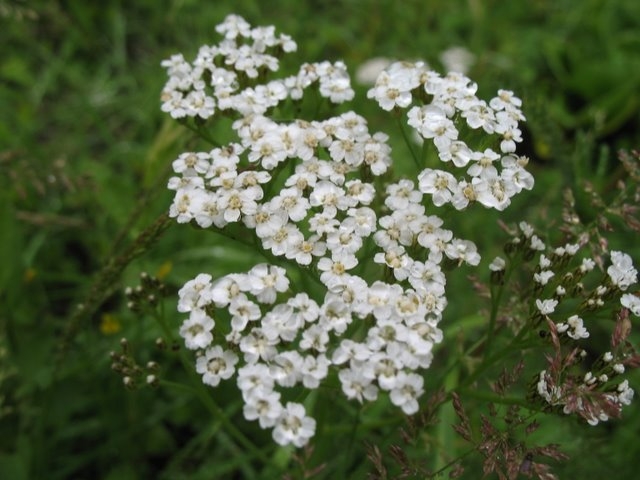 Achillée millefeuille